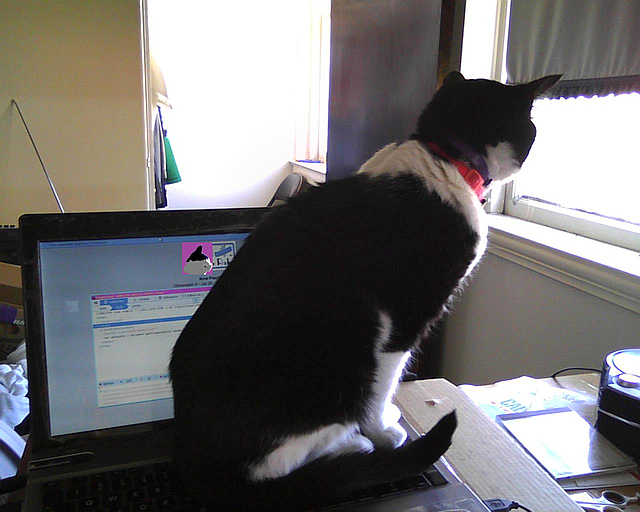 cat sitting on a laptop